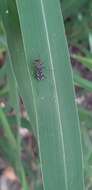 Cylindera (Ifasina) kaleea angulimaculata (Mandl 1955) resmi