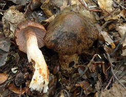 Image of Cortinarius dulciolens E. Horak, M. M. Moser, Peintner & Vilgalys 2002