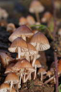 Image of Mycena subgalericulata Cleland 1931