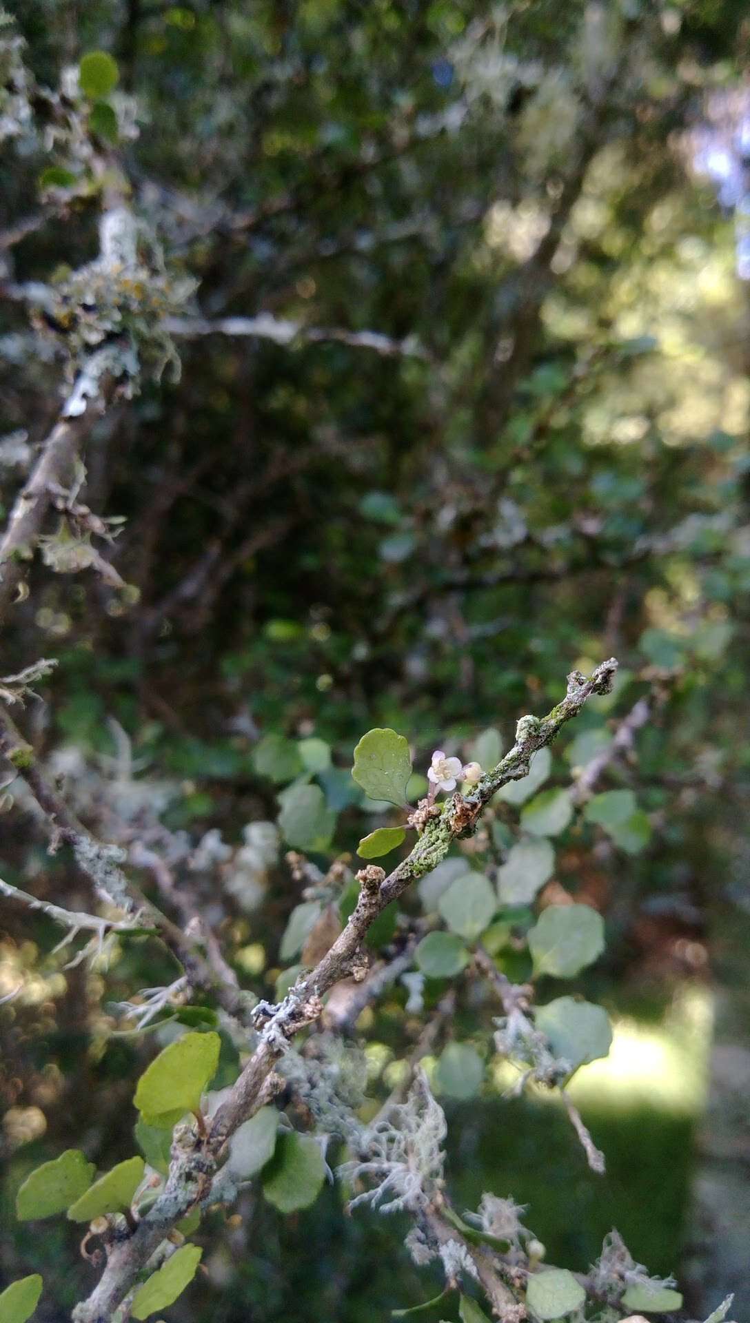 Imagem de Melicytus micranthus Hook. fil.