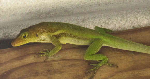 Image of Saint Lucia tree lizard