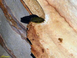 Image of Mossy-nest Swiftlet