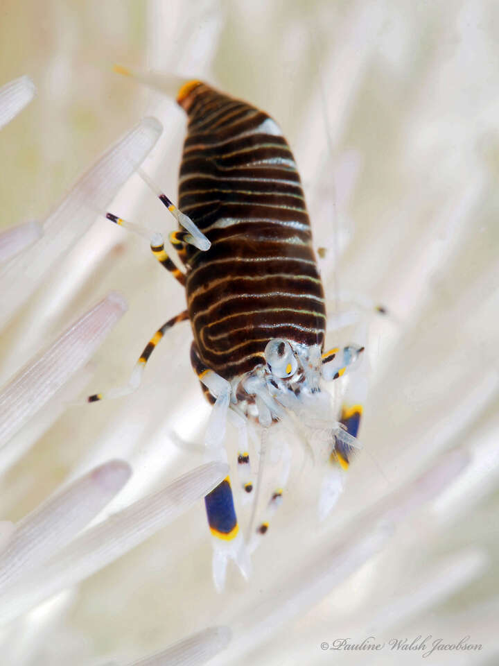 Image of shrimp