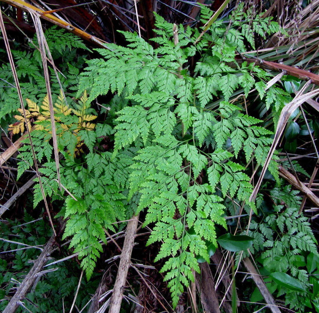 Image of Davallia chaerophylloides (Poir.) Steud.