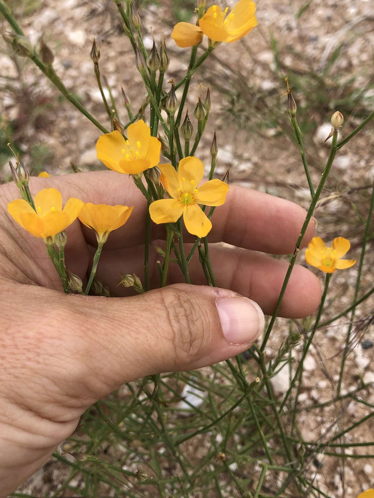 Linum aristatum Engelm. resmi