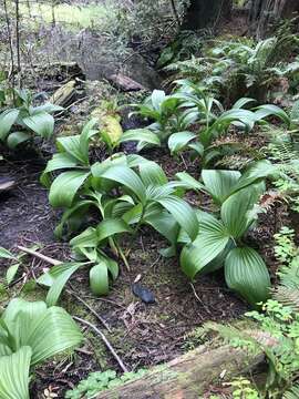 Image of Fringed False Hellebore