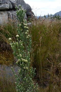 Sivun Brunia sphaerocephala (Sond.) A. V. Hall kuva