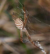 Image de Argiope magnifica L. Koch 1871