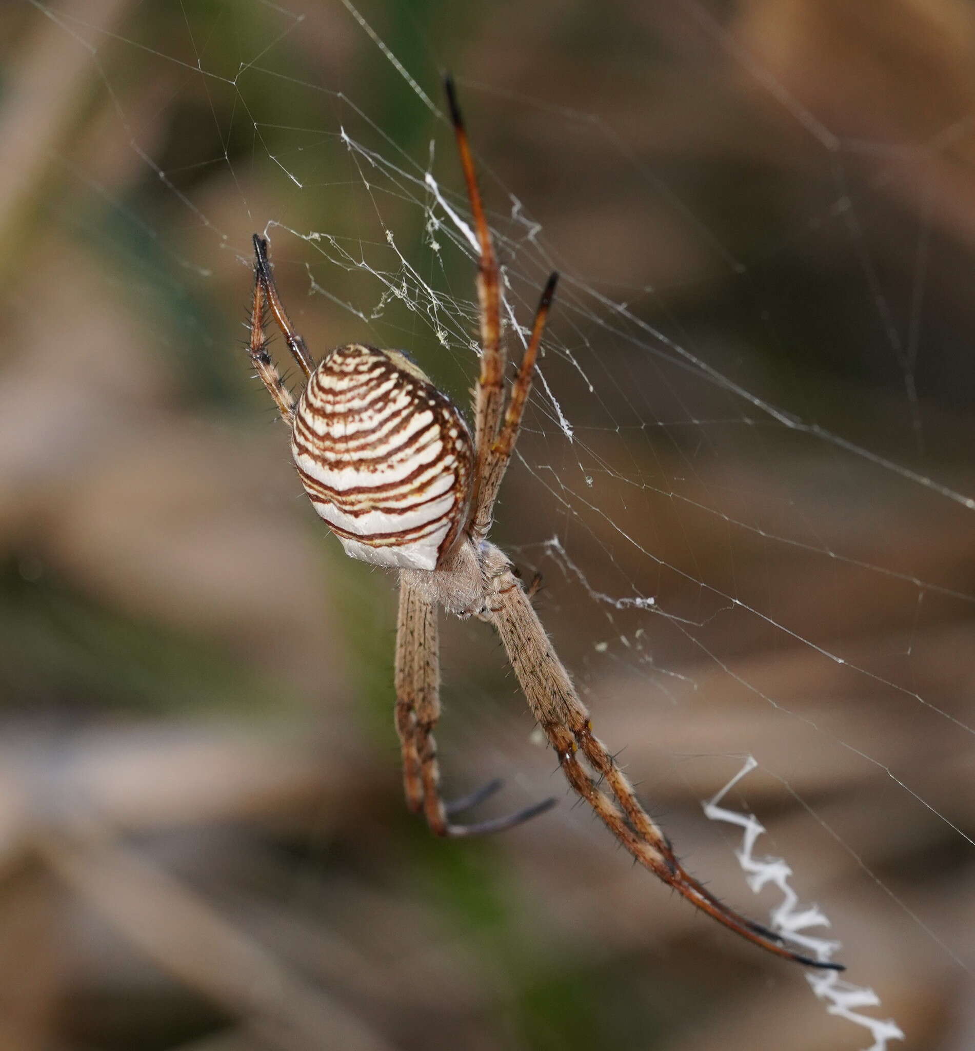 Image de Argiope magnifica L. Koch 1871