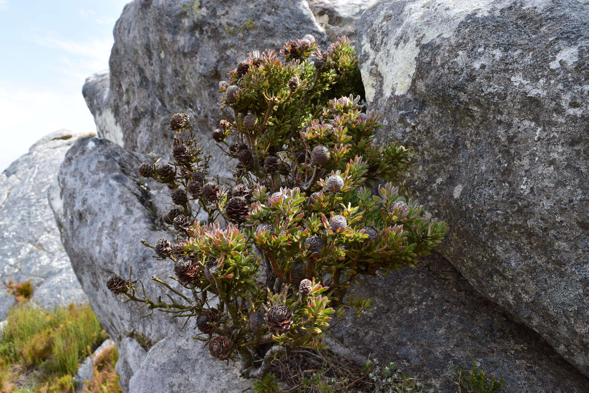 Image of Leucadendron radiatum Phillips & Hutchinson