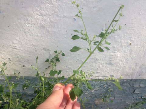 Plancia ëd Chenopodium opulifolium Schrader