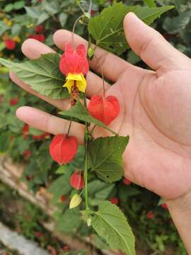 Image of trailing abutilon