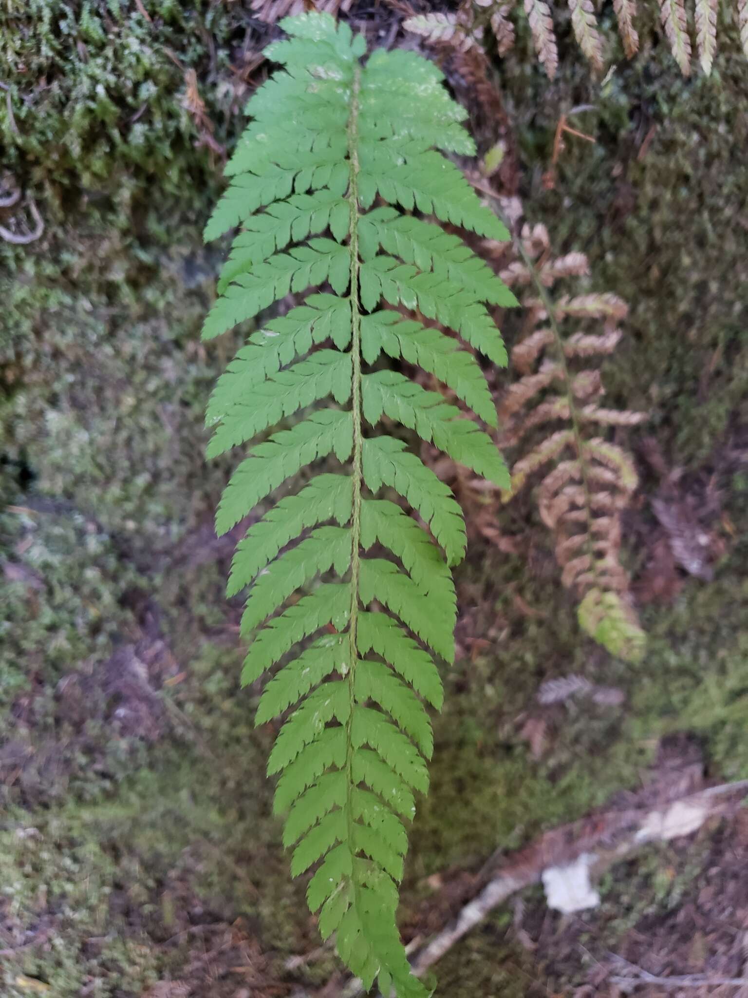 Sivun Polystichum dudleyi Maxon kuva