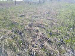 Image of prairie rosinweed