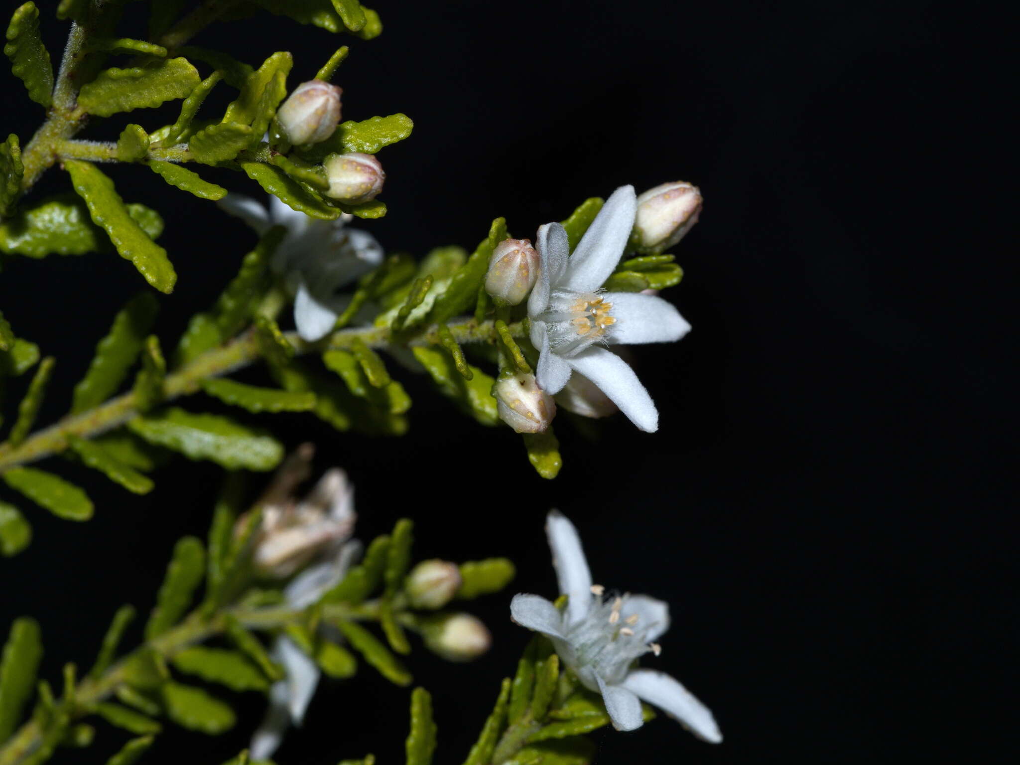 Image of Philotheca difformis subsp. smithiana (Benth.) Paul G. Wilson