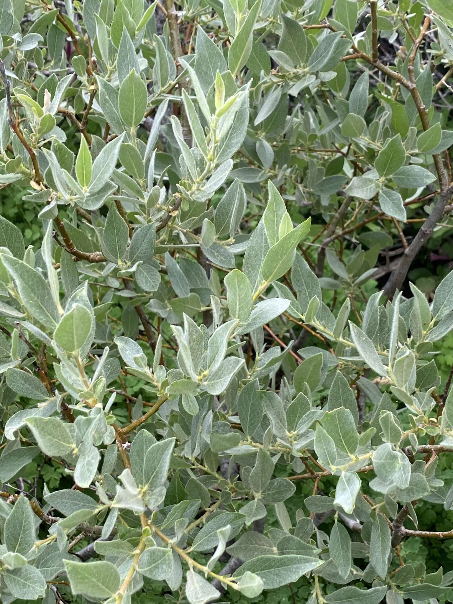 Plancia ëd Salix orestera C. K. Schneider