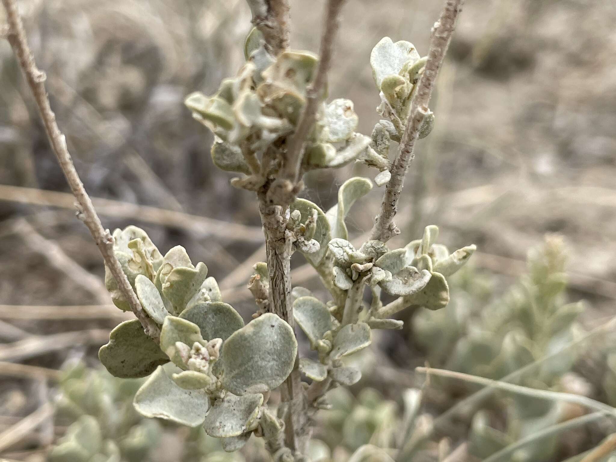 Sivun Atriplex obovata Moq. kuva