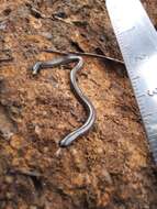 Image of Rio Grande do Sul Blind Snake