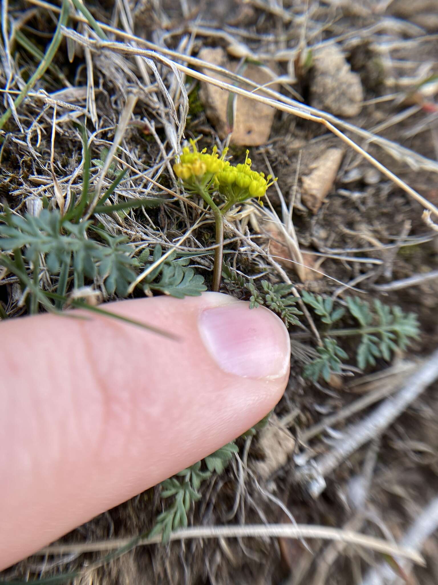 Lomatium hendersonii (Coult. & Rose) Coult. & Rose的圖片