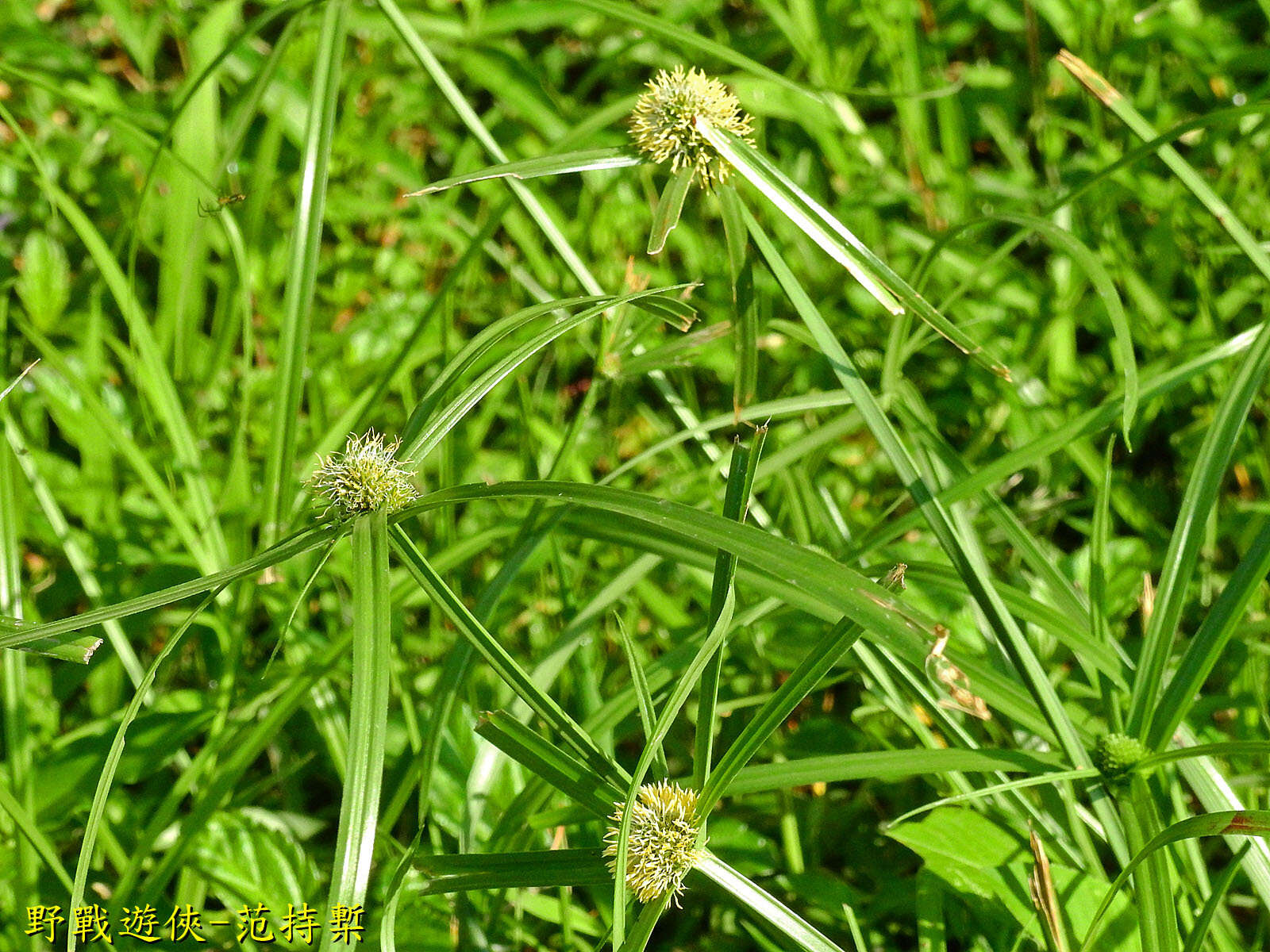 Image of Cyperus aromaticus (Ridl.) Mattf. & Kük.