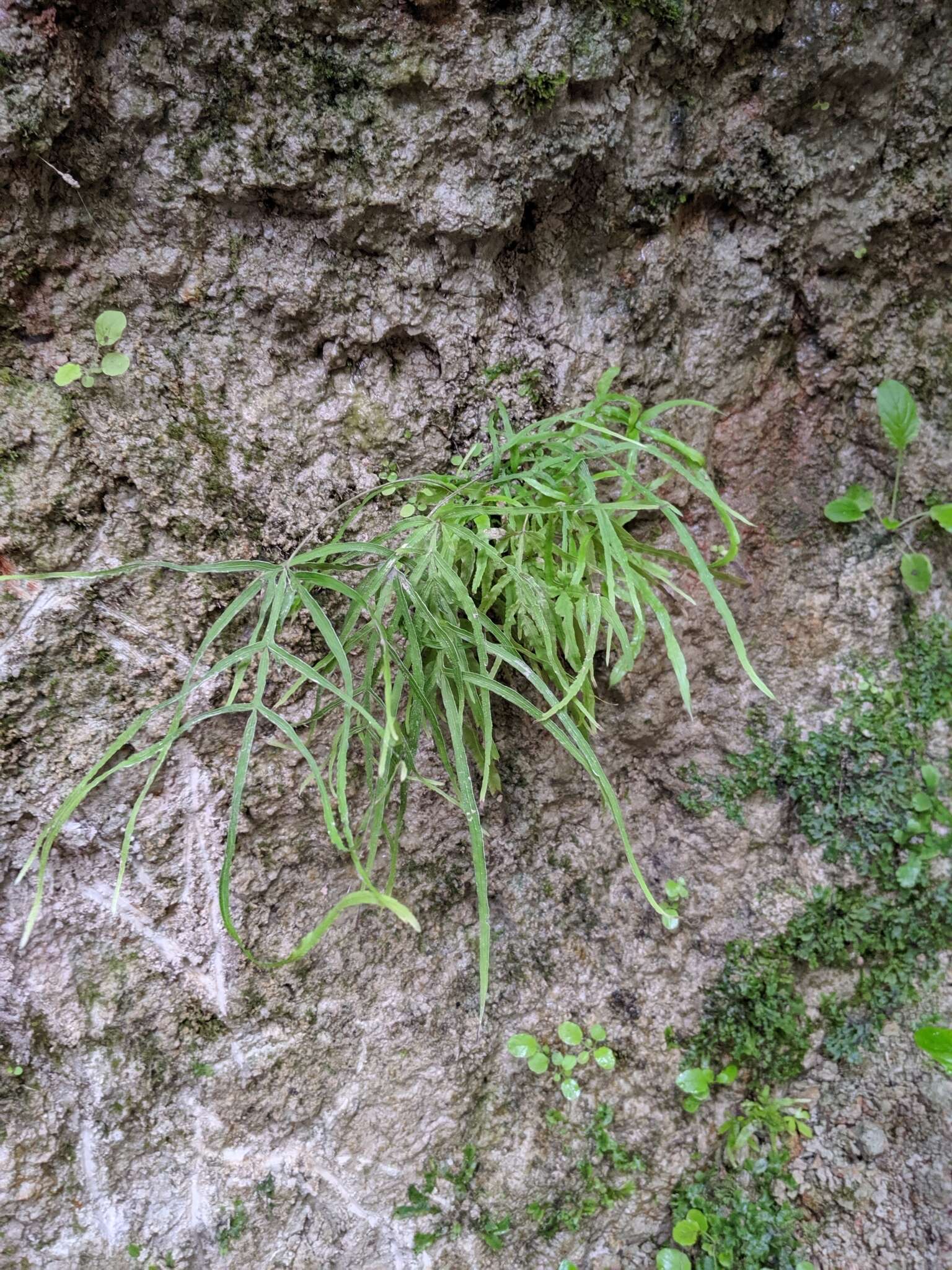 Sivun Pteris multifida Poir. kuva