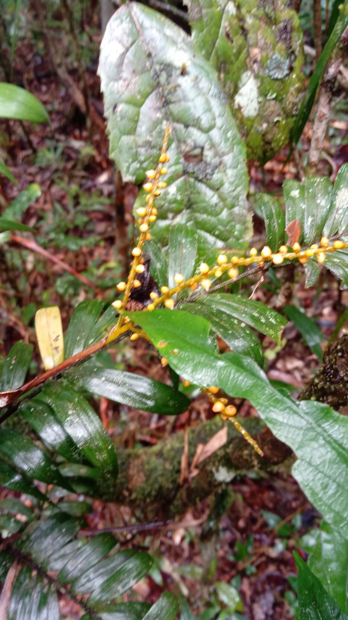 Image of Dypsis concinna Baker