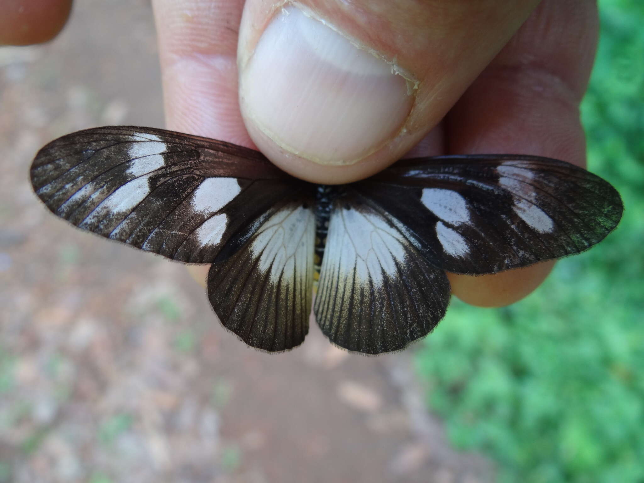 Image of Acraea lycoa Godart 1819