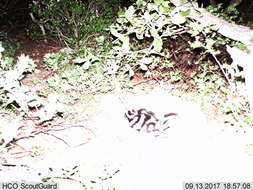 Image of Western Spotted Skunk