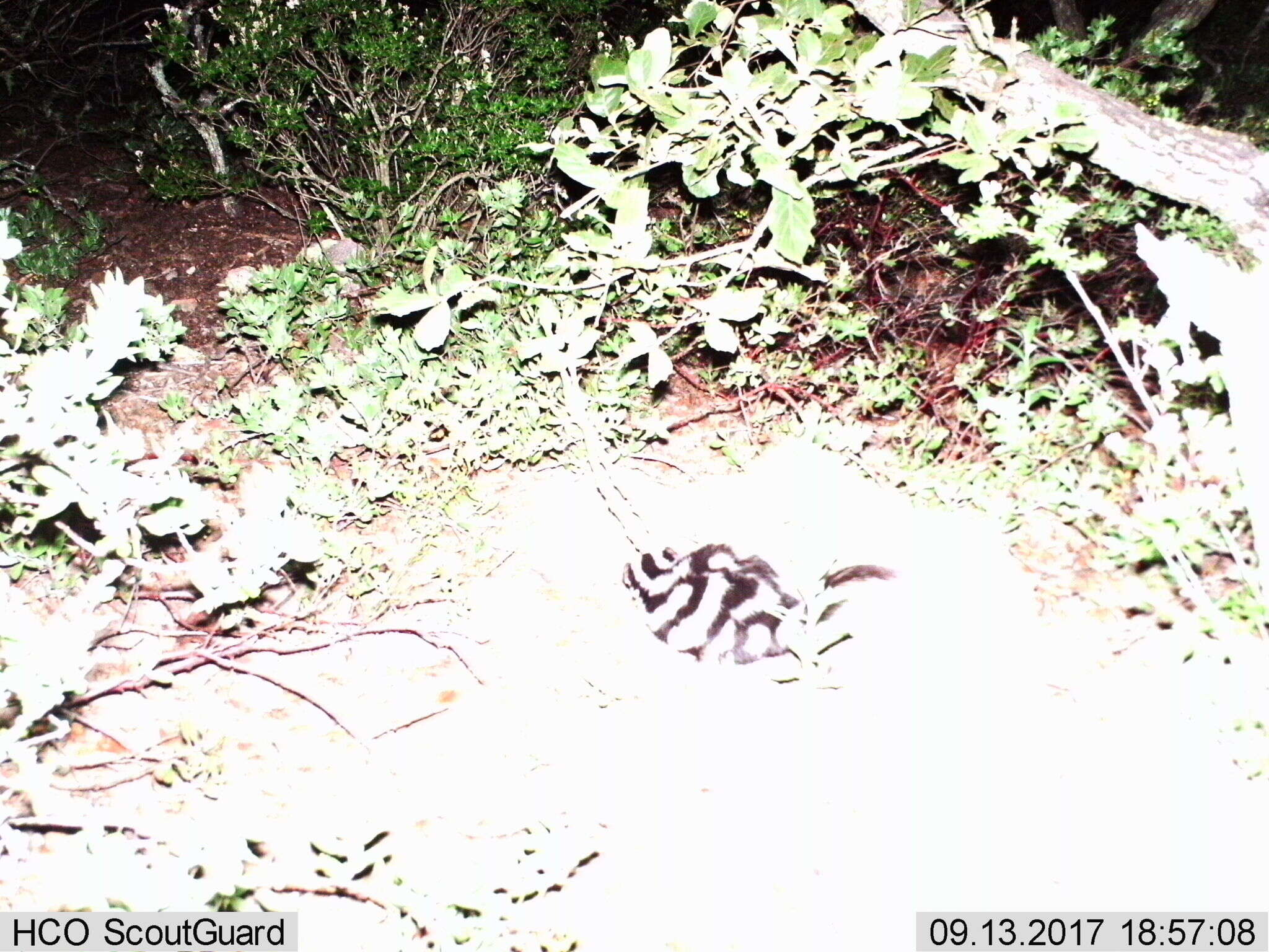 Image of Western Spotted Skunk