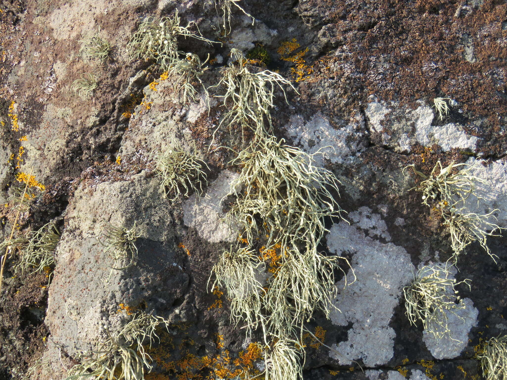 Imagem de Ramalina cuspidata (Ach.) Nyl.