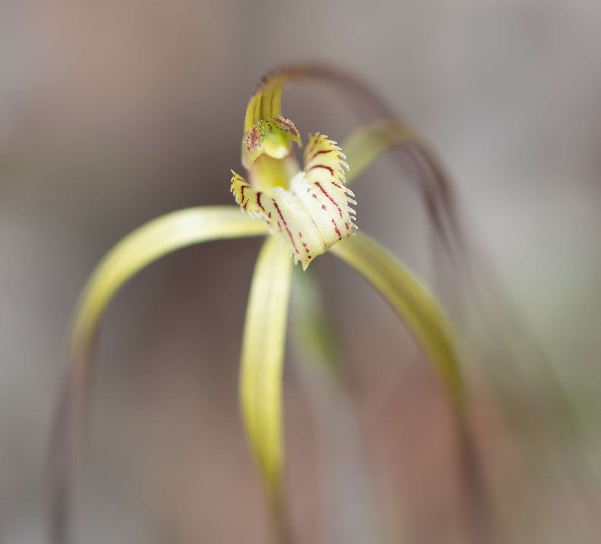 Image de Caladenia xantha Hopper & A. P. Br.