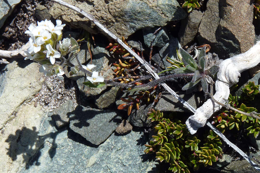 Image of Draba gilliesii Hook. & Arn.