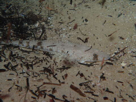 Image of Bass flathead