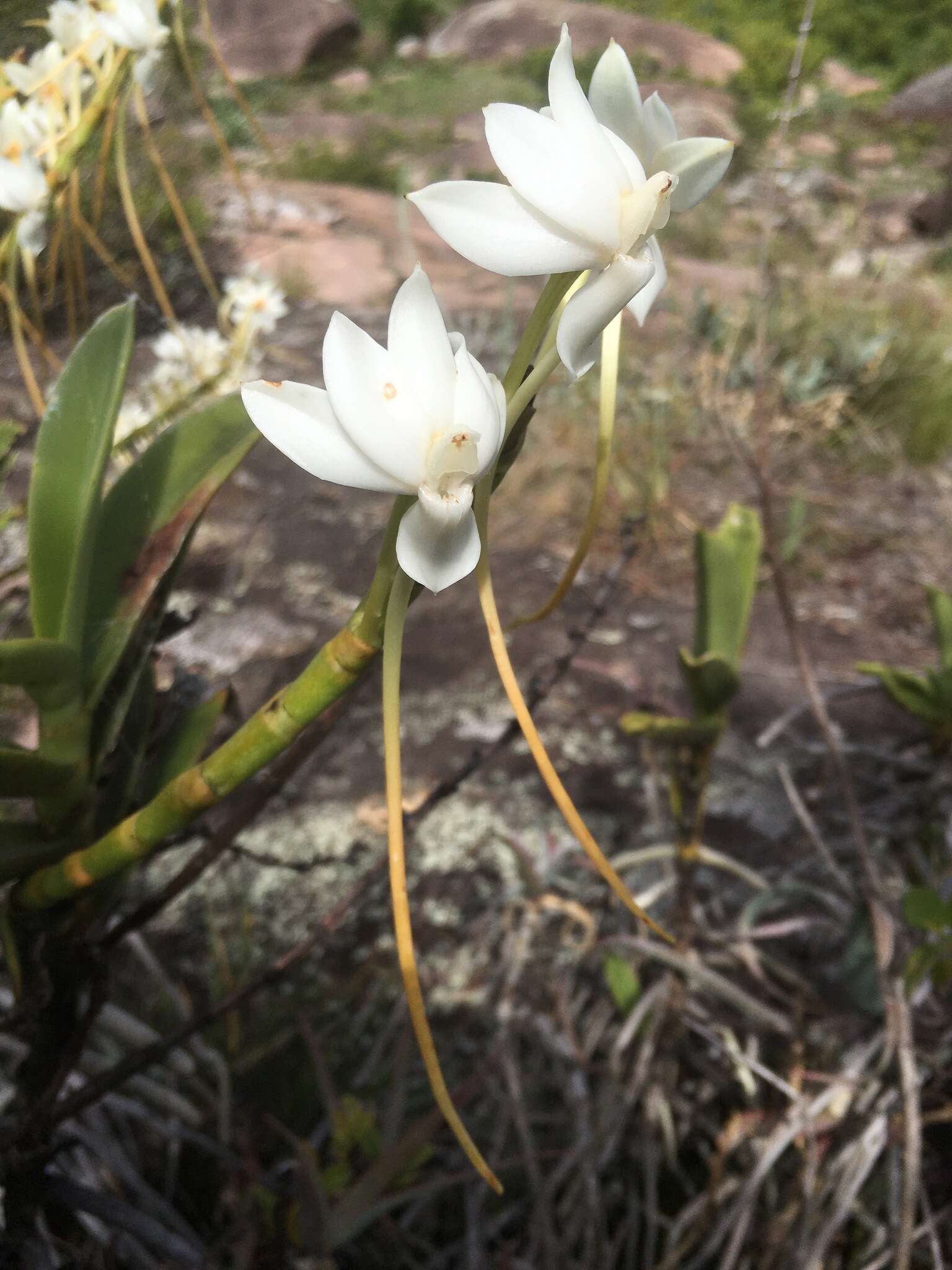 Image of Aerangis ellisii (B. S. Williams) Schltr.