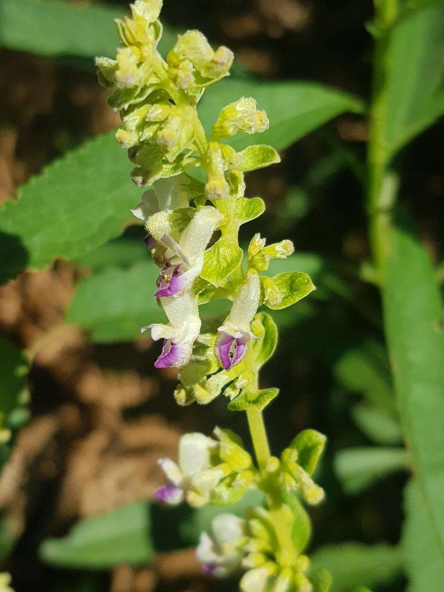 صورة <i>Coleus calycinus</i>