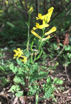 Image of smallflower fumewort