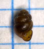 Image of Geyer's whorl snail
