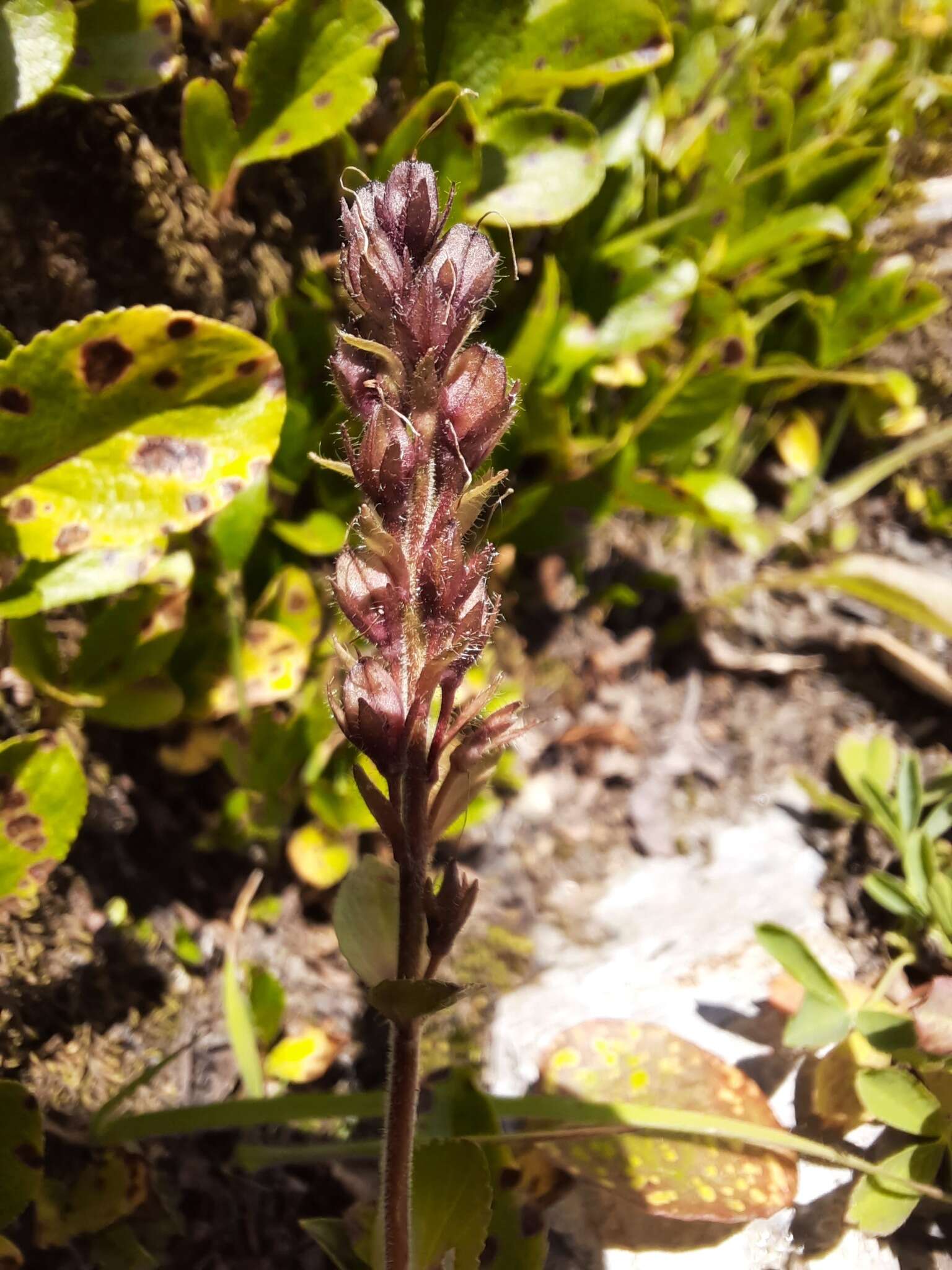 Image of Veronica densiflora Ledeb.