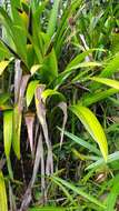 Image de Stelestylis surinamensis Harling