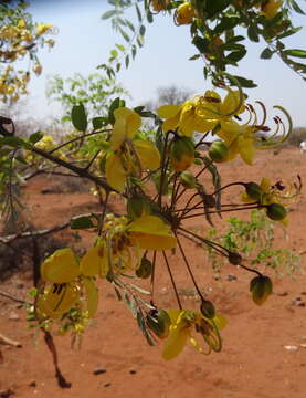 Слика од Cassia abbreviata subsp. beareana (Holmes) Brenan