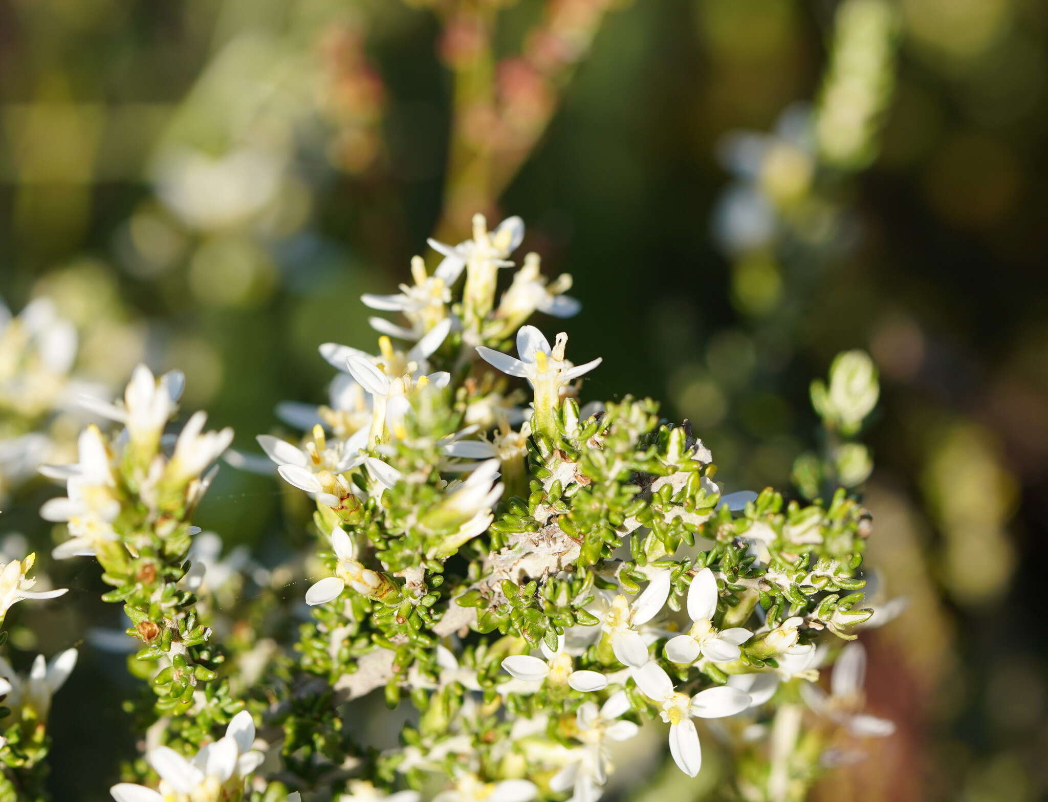 Image of Alpine Daisy-bush