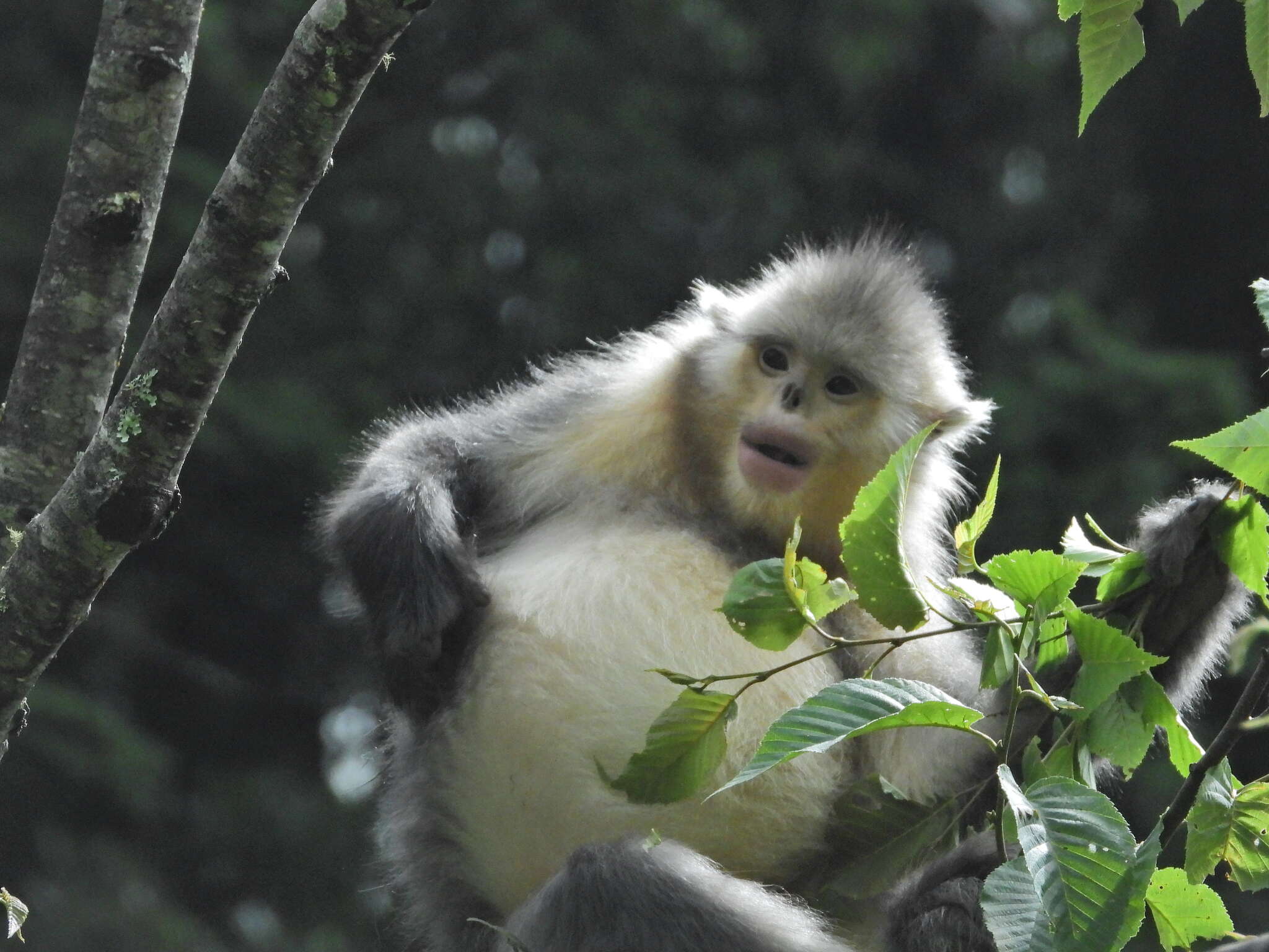 Image of Black Snub-nosed Monkey