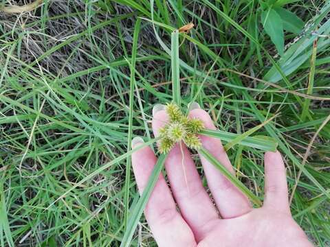 Слика од Cyperus aggregatus (Willd.) Endl.