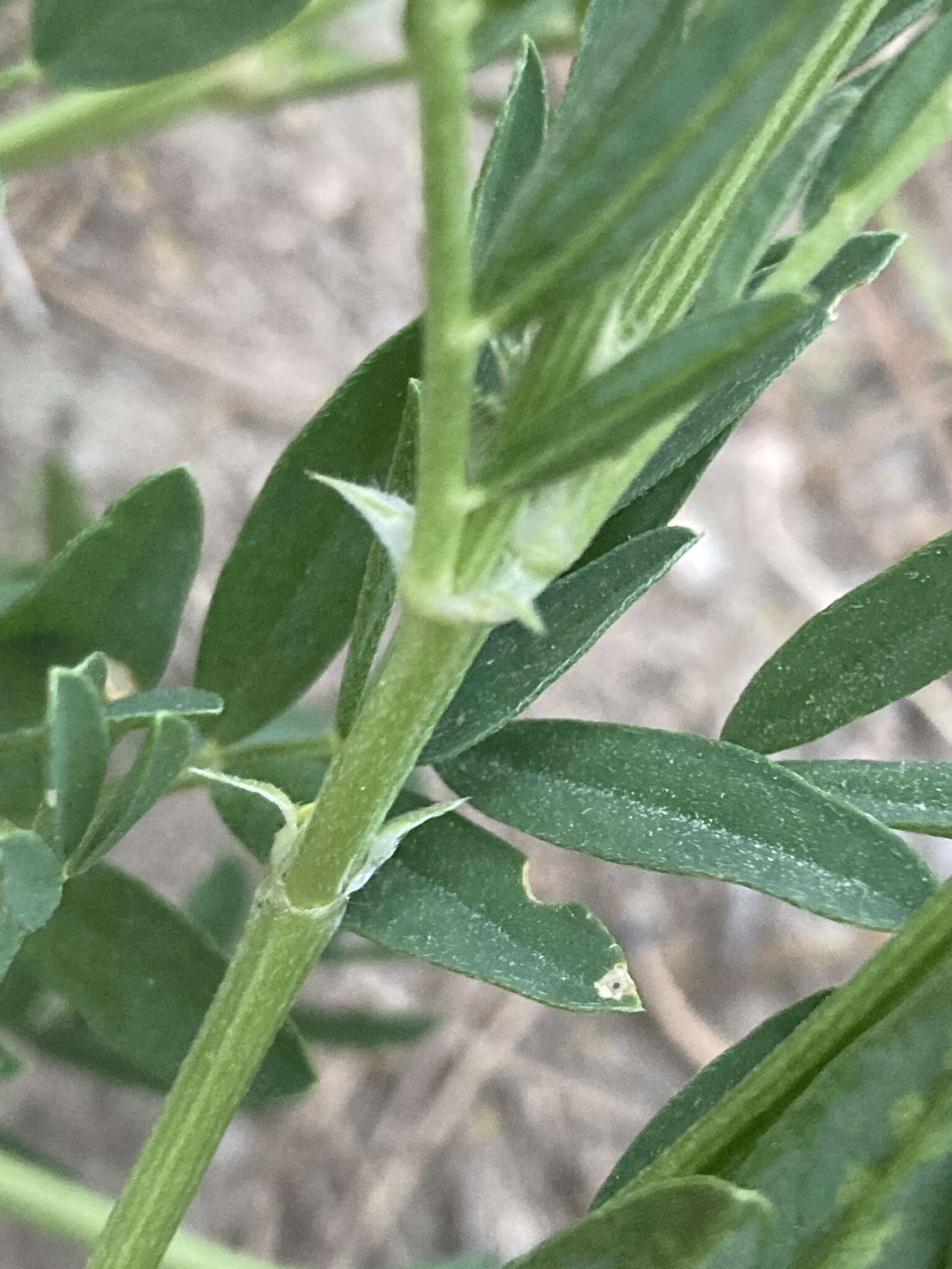 Image of prairie milkvetch