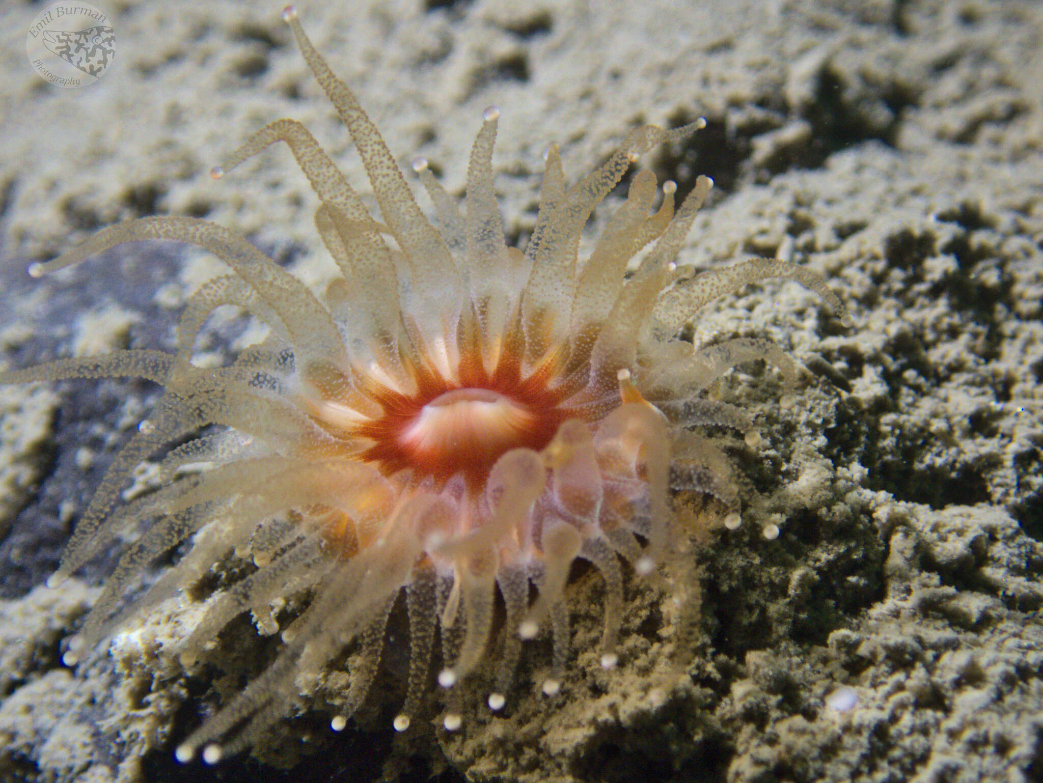 Image of Caryophyllia subgen. Caryophyllia Lamarck 1801