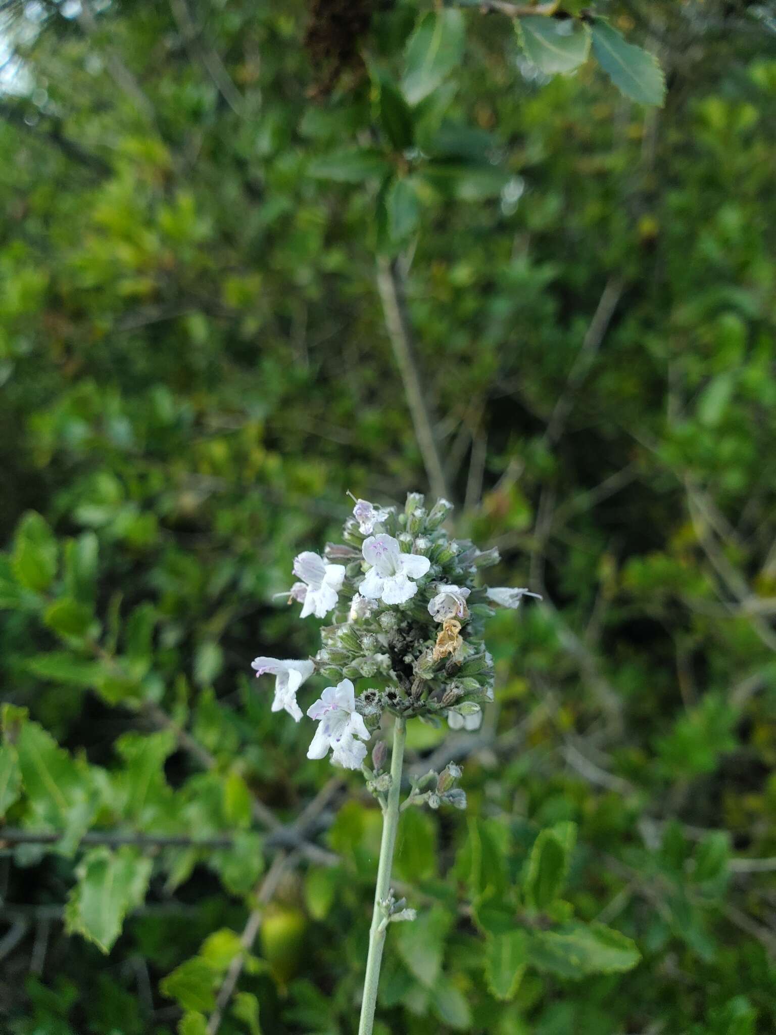 Image of Clinopodium serpyllifolium subsp. fruticosum (L.) Bräuchler