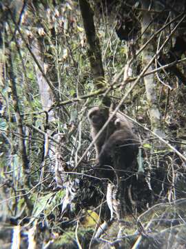 Image of Ecuadorian capuchin