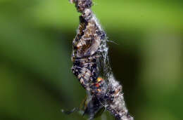 Image of Trashline orbweaver