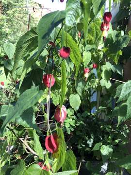 Image of trailing abutilon