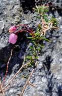 Imagem de Erica carduifolia Salisb.